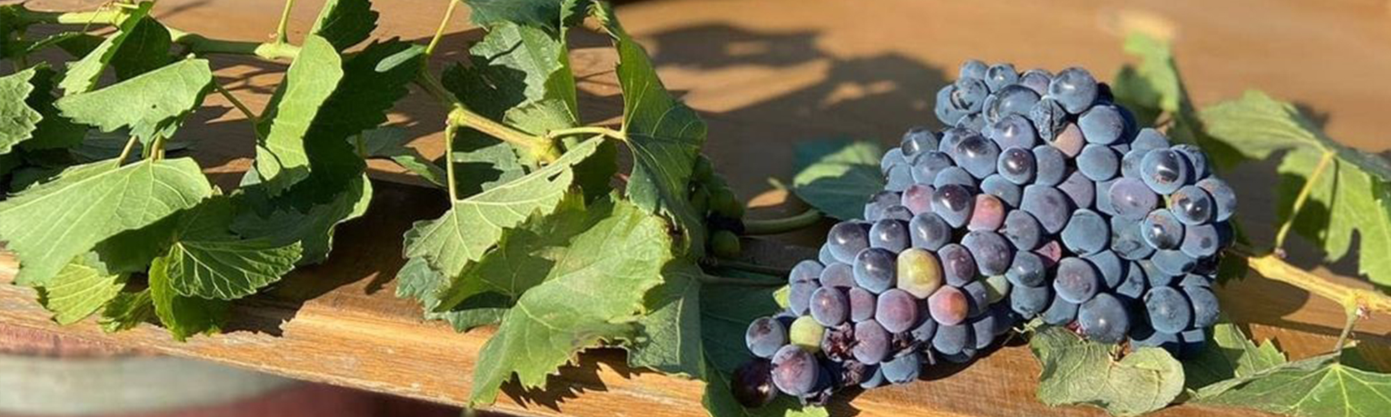 grape variety on table at stettyn family vineyards, wine farm in South Africa